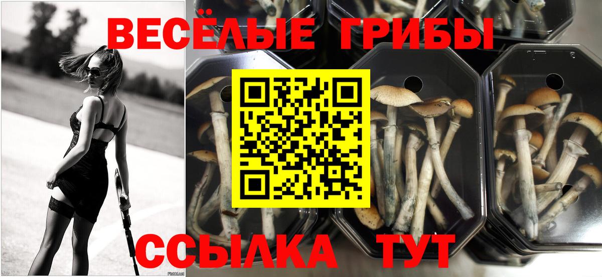 Псилоцибиновые грибы Psilocybe  Псилоцибиновые грибы Magic Shrooms  Вход с VPN  Елизово 